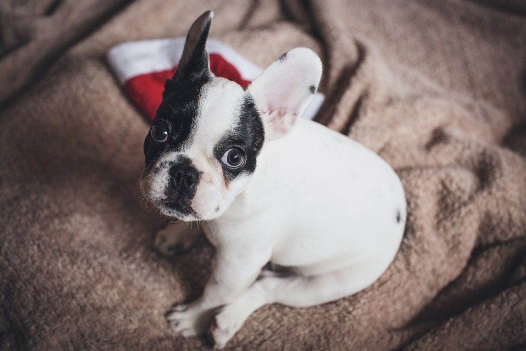 White and black Boston terrier puppy looking up sitting on a brown blanket with a santa hat in the background
